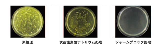 キュウリ菌